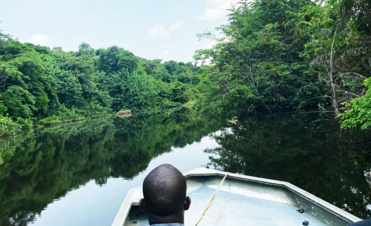 Blandt gorillaer og chimpanser i Congo