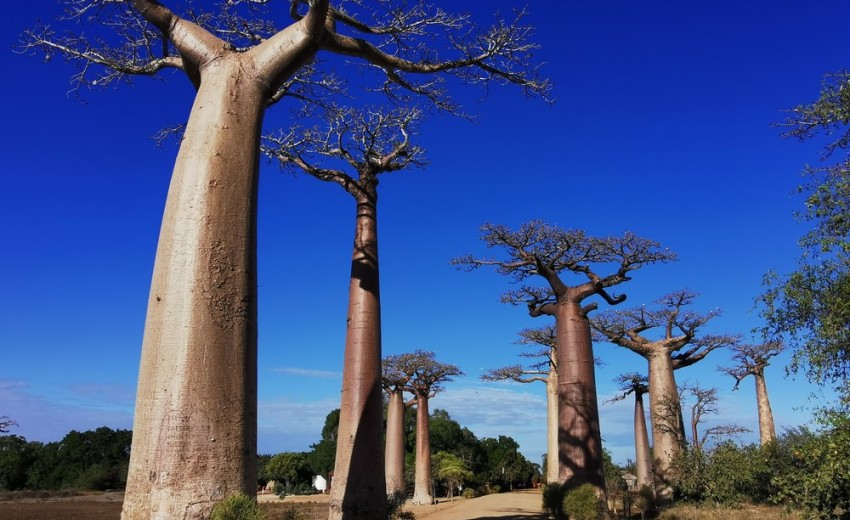 Madagaskar - i baobab-træernes skygge