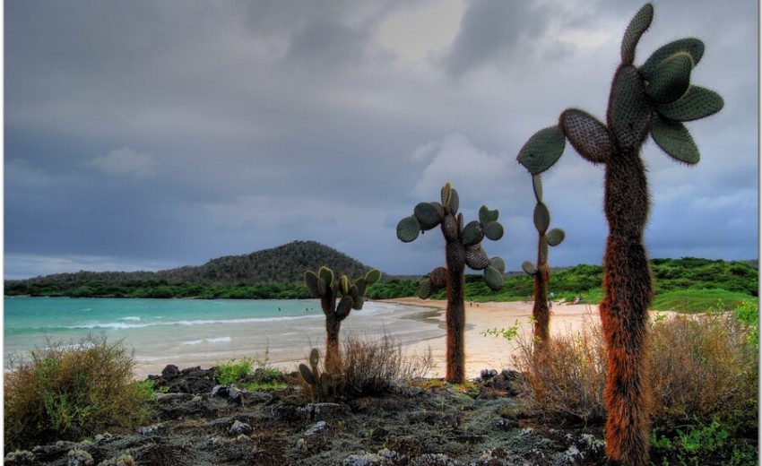 Eventyr på Galápagos: Santa Cruz, ikoniske øer og vilde landskaber