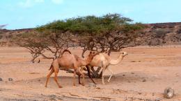 Somaliland and Djibouti - A Tour Back In Time (20)