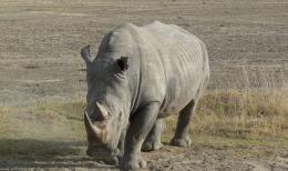 Experience the Best of South Africa, Lesotho and Eswatini on a Wildlife Safari Tour (3)