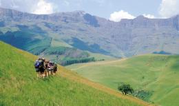 Experience the Best of South Africa, Lesotho and Eswatini on a Wildlife Safari Tour (1)