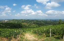 Walking tour in Barolo and Langhe Wine Region - Piemonte, Italy (2)