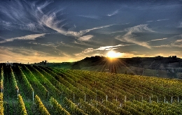 Walking tour in Barolo and Langhe Wine Region - Piemonte, Italy (5)