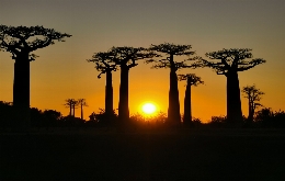 Discover Madagascar's Unique Biodiversity: A Journey through Alien Landscapes (12)