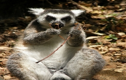 Discover Madagascar's Unique Biodiversity: A Journey through Alien Landscapes (8)