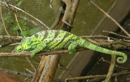 Discover Madagascar's Unique Biodiversity: A Journey through Alien Landscapes (7)