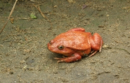 Discover Madagascar's Unique Biodiversity: A Journey through Alien Landscapes (6)