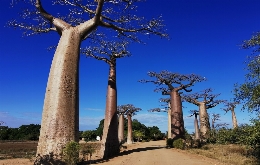 Discover Madagascar's Unique Biodiversity: A Journey through Alien Landscapes (1)