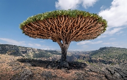  (7)
