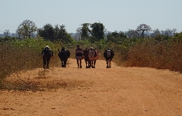 Discover Madagascar's Unique Biodiversity: A Journey through Alien Landscapes (17)