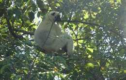 Discover Madagascar's Unique Biodiversity: A Journey through Alien Landscapes (19)