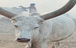 South Sudan - Land of the Cattle Herders with Penguin Travel (9)