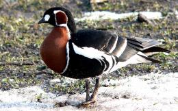 Winter Birding Tour, Red-breasted Goose in Bulgaria (1)