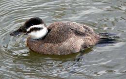 Winter Birding Tour, Red-breasted Goose in Bulgaria (2)