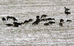 Winter Birding Tour, Red-breasted Goose in Bulgaria (4)