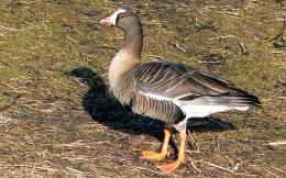 Winter Birding Tour, Red-breasted Goose in Bulgaria (5)