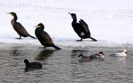 Winter Birding Tour, Red-breasted Goose in Bulgaria (6)